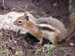 Chipmunk (Mini Bear) at Crater Lake