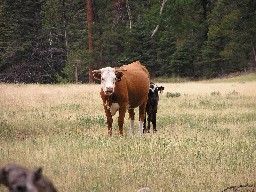 Cows at Fowler Pass