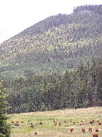 Cows near Lower Bonita Cow Camp