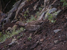 Grouse on the way to Bonita Peak