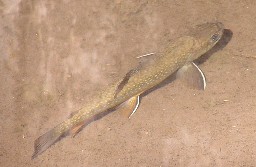 Trout in the Middle Fork of the Cimarron Creek