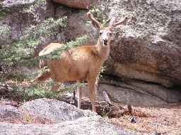 Deer in Hidden Valley