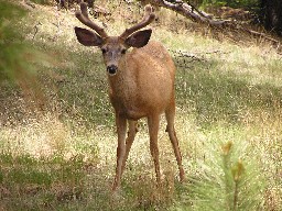 Deer in Hidden Valley