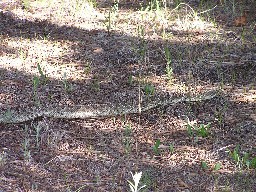 Rattlesnake on the trail to Clark’s Fork