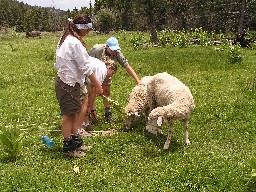 Sheep at Crooked Creek