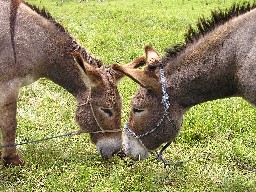 Burros at Crooked Creek