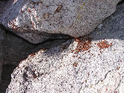 Ladybugs on top of the Tooth of Time