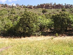 View of Urraca Mesa from Toothache Springs