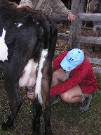 Milking at Crooked Creek