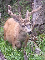 A mule deer buck near Clear Creek