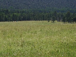 LNT campsites at Shuree Ponds