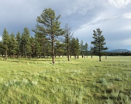 Campsite Panorama at Whiteman Vega